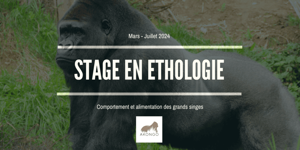 Illustration Offre de stage – Comportement et alimentation chez les grands singes