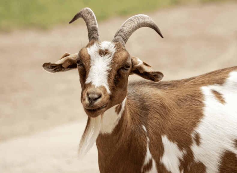 Comportement animal – Bien-être et connaissance des espèces