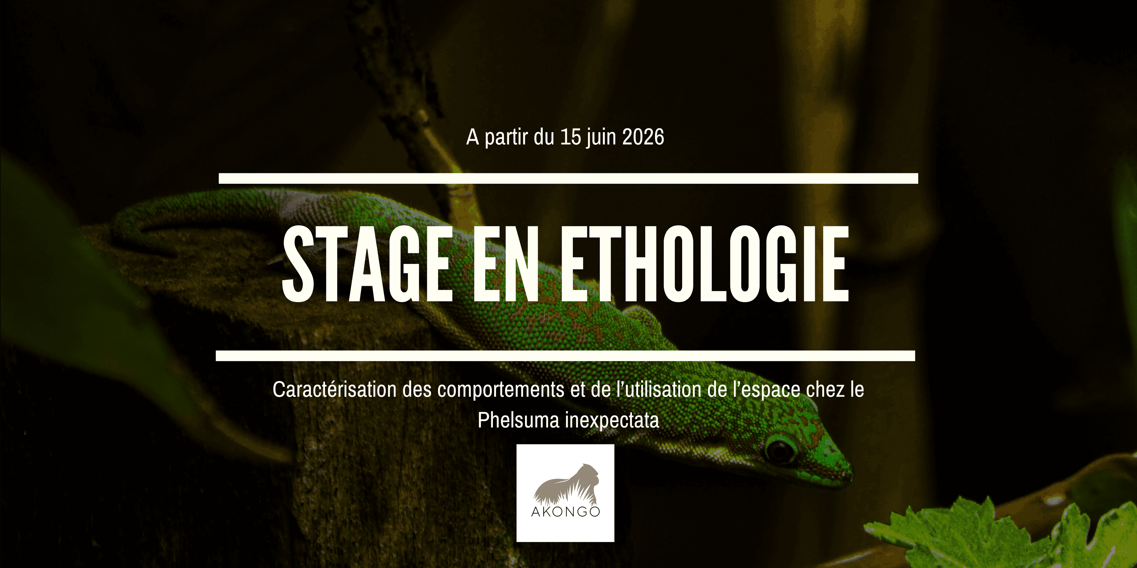Illustration Offre de stage - Caractérisation des comportements et de l’utilisation de l’espace chez le Phelsuma inexpectata