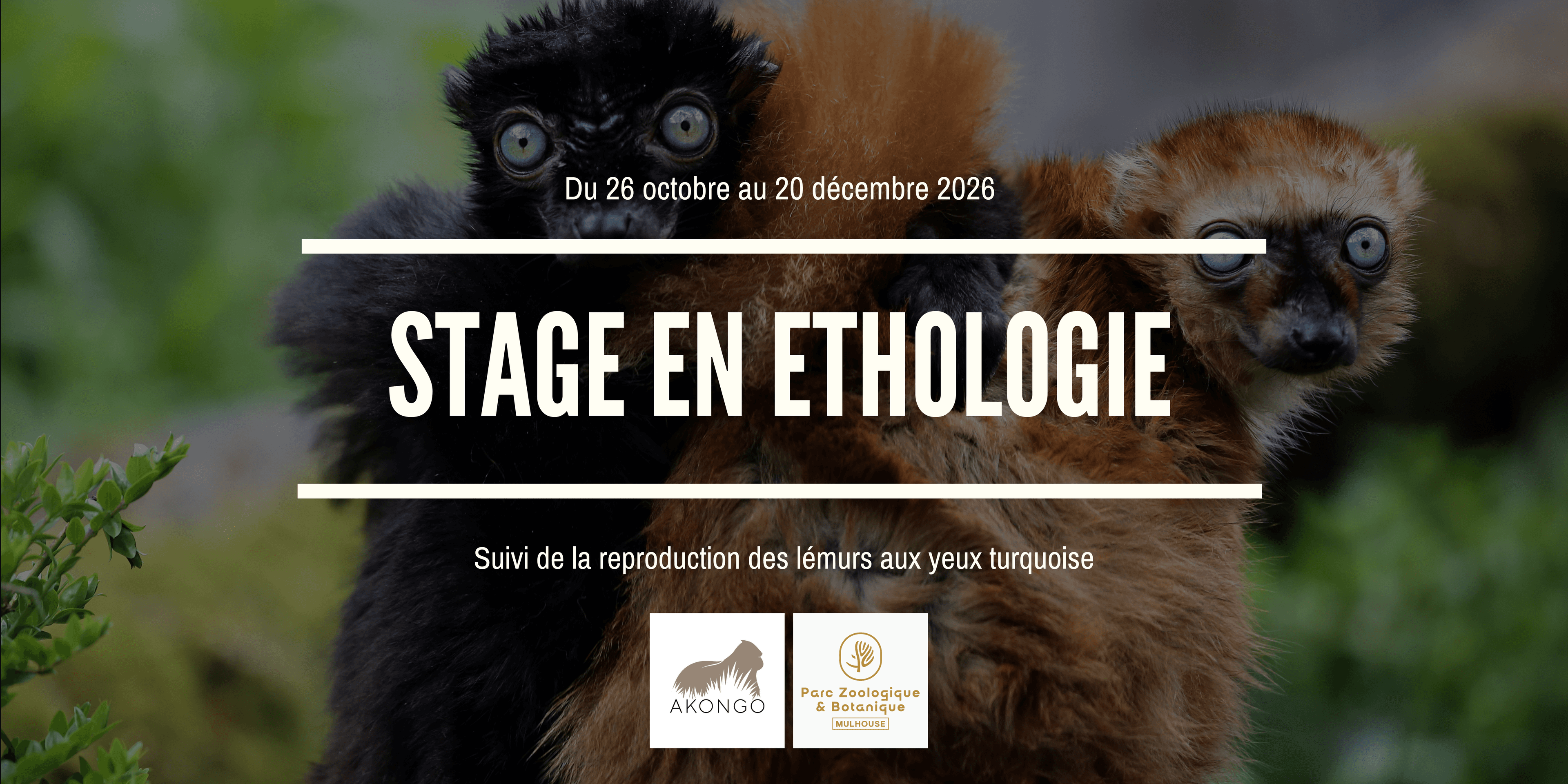 Illustration Offre de stage – Suivi de la reproduction des Lémurs aux yeux turquoise