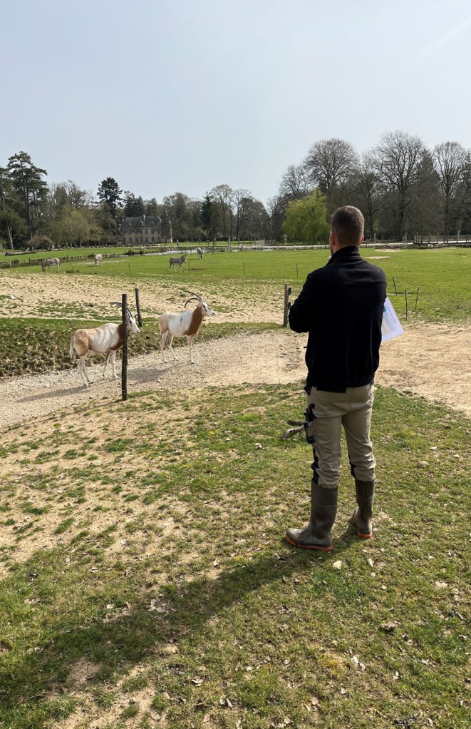 Soigneur observant des oryx dans un parc